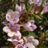 Abelia Nain Pastel Charm -Jardin Et Extérieur Abelia Pastel Charm 82793 1 1