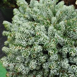 Abies Koreana Kohout's Icebreaker® - Sapin De Corée Nain
