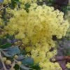Mimosa - Acacia Pravissima -Jardin Et Extérieur Acacia pravissima 85239 1