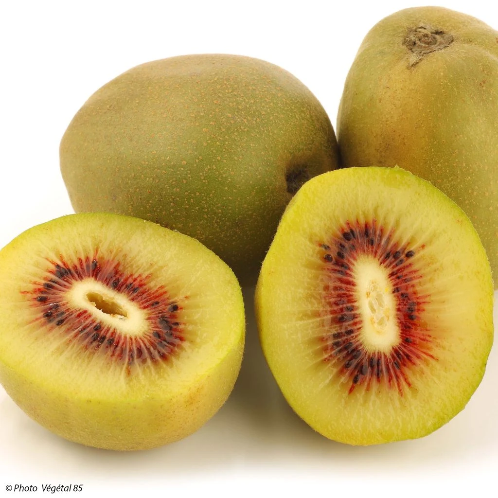 Kiwi - Actinidia Deliciosa Kiwi Wonder 3 Kiwi - Actinidia Deliciosa Kiwi Wonder