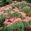 Albizia Julibrissin Ombrella - Arbre à Soie -Jardin Et Extérieur Albizia julibrissin Ombrella ld wlcutler 781540 1
