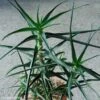 Aloe Striatula - Aloès Arbustif -Jardin Et Extérieur Aloe striatula 83238 1