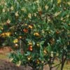 Arbutus Unedo Atlantic - Arbousier -Jardin Et Extérieur Arbutus unedo 82783 1
