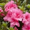 Azalée Hybride ENCORE® Empress -Jardin Et Extérieur Azalea Encore Empress 88771 1