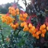 Berberis Lologensis Apricot Queen - Epine-vinette. -Jardin Et Extérieur Berberis lologensis Apricot Queen 83956 1