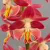 Calanthe Red Sunset - Orchidée Vivace -Jardin Et Extérieur Calanthe Red Sunset Orchidee vivace IF 18957 1