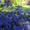 Céanothe Blue Sapphire -Jardin Et Extérieur Ceanothus Blue Sapphire 87735 1
