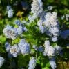 Ceanothus Arboreus Concha - Lilas De Californie -Jardin Et Extérieur Ceanothus arboreus Concha 82192 1