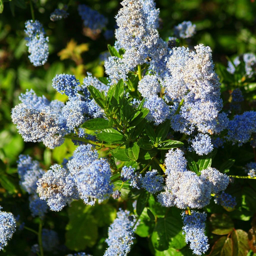 Ceanothus Arboreus Concha - Lilas De Californie 3 Ceanothus Arboreus Concha - Lilas De Californie