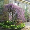 Cercis Canadensis Lavender Twist - Gainier Du Canada Pleureur Rose -Jardin Et Extérieur Cercis canadensis Lavender Twist 84478 1