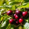 Cerisier Nain Fruit Me Cherry Me Lapins 2 Cerisier Nain Fruit Me Cherry Me Lapins -Jardin Et Extérieur Cerisier nain Fruit me Cherry Me Lapins copyright 18646 1