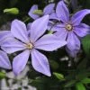 Clématite - Clematis Sugar Sweet (Scented Clem) -Jardin Et Extérieur Clematis Scented Clem 83898 3