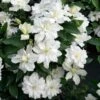 Clématite - Clematis Diversifolia White Arabella -Jardin Et Extérieur Clematis diversifolia White Arabella 89513 1