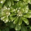 Clématite - Clematis Green Passion -Jardin Et Extérieur Clematite Green Passion 83600 1