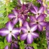 Clématite - Clematis Venosa Violacea -Jardin Et Extérieur Clematite Venosa 681438 1