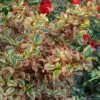Coprosma Repens Pink Splendor 2 Coprosma Repens Pink Splendor -Jardin Et Extérieur Coprosma repens Pink Splendor LD 18454 1