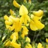 Genêt à Balais - Cytisus Scoparius Vanesse 2 Genêt à Balais - Cytisus Scoparius Vanesse -Jardin Et Extérieur Cytisus scoparius Vanesse 100095 1