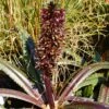 Eucomis Freckles - Eucomide Panachée -Jardin Et Extérieur Eucomis Freckles V 5029 1