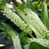 Eucomis Playa Blanca® - Eucomide 1 Eucomis Playa Blanca® - Eucomide -Jardin Et Extérieur Eucomis Playa Blanca V 4189 1