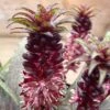 Eucomis Vandermerwei - Eucomide Panachée -Jardin Et Extérieur Eucomis vandermerwei 4176 1