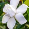 Gardenia Jasminoides Summer Snow. 1 Gardenia Jasminoides Summer Snow. -Jardin Et Extérieur Gardenia jasminoides Summer snow copyright 833261 1