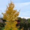 Ginkgo Biloba Fastigiata Gold Flame - Arbre Aux Quarante écus 1 Ginkgo Biloba Fastigiata Gold Flame - Arbre Aux Quarante écus -Jardin Et Extérieur Ginkgo Biloba fastigiata Gold Flame LD 16550 1
