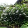 Hortensia - Hydrangea Aspera Anthony Bullivant -Jardin Et Extérieur Hydrangea aspera Anthony Bullivant 781913 1 1