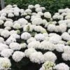 Hortensia - Hydrangea Macrophylla Choco Pur -Jardin Et Extérieur Hydrangea macrophylla Choco Pur 82739 1 1
