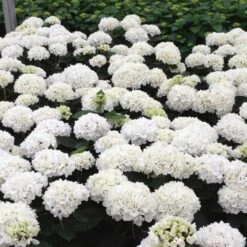 Hortensia - Hydrangea Macrophylla Choco Pur