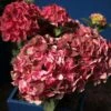 Hortensia - Hydrangea Macrophylla Magical Crimson -Jardin Et Extérieur Hydrangea macrophylla Magical Crimson 81578 1