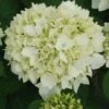Hortensia - Hydrangea Macrophylla Sœur Thérèse -Jardin Et Extérieur Hydrangea macrophylla Soeur Therese 82569 1