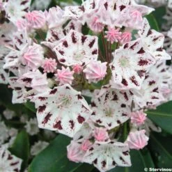 Kalmia Latifolia Windrose - Laurier Des Montagnes Blanc Et Brun Pourpré