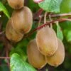Kiwi Autofertile Boskoop - Actinidia Deliciosa -Jardin Et Extérieur Kiwi autofertile Boskoop Actinidia deliciosa copyright 1003541 1