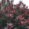 Leucadendron Safari Sunset 2 Leucadendron Safari Sunset -Jardin Et Extérieur Leucadendron Safari Sunset 83363 1