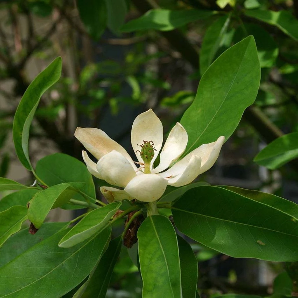 Magnolia Virginiana Glauca - Magnolia De Virginie 3 Magnolia Virginiana Glauca - Magnolia De Virginie