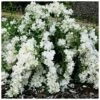 Seringat - Philadelphus White Rock (Pekphil) -Jardin Et Extérieur Philadelphus White Rock Pekphil 84194 1