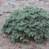 Epicea Bleu - Picea Pungens Waldbrunn -Jardin Et Extérieur Picea pungens Waldbrunn 0717002 1