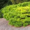 Pinus Densiflora Jane Kluis - Pin Rouge Du Japon -Jardin Et Extérieur Pinus densiflora Jane Kluis 0723002 1