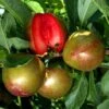 Pluot Flavor Supreme -Jardin Et Extérieur PluotFlavor Supreme 79219 1