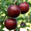 Pluot Purple Candy - Prunus Pluot 2 Pluot Purple Candy - Prunus Pluot -Jardin Et Extérieur PluotPurple Candy 79221 1