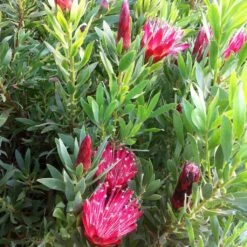 Protea Clark's Red - Protée Hybride