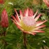 Protea Pink Crown - Protée Hybride -Jardin Et Extérieur Protea Pink Crown 83442 1