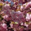 Cerisier à Fleurs Du Japon - Prunus Serrulata Kanzan -Jardin Et Extérieur Prunus serrulata Kanzan ld Drew Avery 9567 1