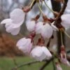 Cerisier à Fleurs Pleureur - Prunus Yedoensis Shidare Yoshino 1 Cerisier à Fleurs Pleureur - Prunus Yedoensis Shidare Yoshino -Jardin Et Extérieur Prunus yedoensis Shidare Yoshino 84239 1