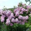 Rosier Liane Blush Rambler - Rose Ancienne -Jardin Et Extérieur Rosier ancien Blush Rambler 81566 1