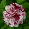 Rosier Ancien Variegata Di Bologna -Jardin Et Extérieur Rosier ancien Variegata di Bologna en racines nues 83583 1