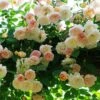Rosier Grimpant Treasure Trove -Jardin Et Extérieur Rosier grimpant Treasure Trove en racines nues 85214 1