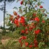 Sesbania Punicea - Flamboyant D'Hyères -Jardin Et Extérieur Sesbania punicea 86096 1