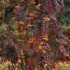 Sorbus Aucuparia Autumn Spire - Sorbier Des Oiseleurs -Jardin Et Extérieur Sorbus aucuparia Autumn Spire 89243 1