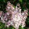 Lilas - Syringa Vulgaris Belle De Moscou -Jardin Et Extérieur Syringa vulgaris Belle de Moscou 82803 1